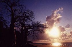Rising sun on baobab trees rather than palm trees, it mak... by Jean-claude Zaveroni 
